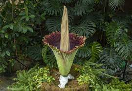Corpse Flower Corpse Flower Corpse Flower Bloom Rare Flowers