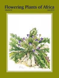 Image result for Hymenodictyon austro-africanum