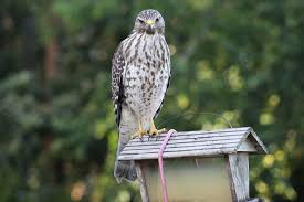 About the goshawk facts and food did you know?, the most beautiful birds hawk types of goshawk, king of birds, bird baz, or mobile baz. 6 Species Of Hawks In North Carolina Pictures And Info Bird Feeder Hub
