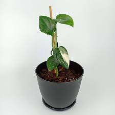 Monstera Standleyana Albo Variegata Variegated It Plantae