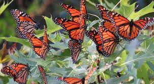 El Cambio Climatico Amenaza A La Mariposa Monarca Alcanzando El Conocimiento