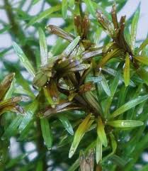 Image result for Rotala filiformis