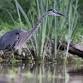 Birdwatching Kayak Tour with L.L.Bean