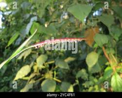 Image result for Andropterum
