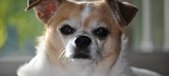 At pets at peace we have a dedicated and purpose built pet crematoria. Nj Fur Baby Pet Care Llc Home