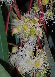 How to grow edible flowers in australia. Tropica River Red Gum Eucalyptus Camaldulensis 200 Seeds Australia Amazon Co Uk Garden Outdoors