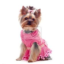 Yorkshire terrier · houston, tx. Cute Yorkshire Terrier In Rosa Kleid Fototapete Fototapeten Yorkshire Gekleidet Terrier Myloview De