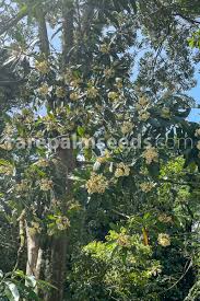 Image result for Alstonia