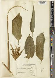 Image result for Hypselodelphys scandens