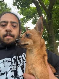 Found male dog in Roger's Park Chicago