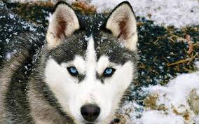Pin By Barbie S World On Beautiful Dreamy Wild Siberian Husky Dog Husky Dogs Siberian Husky