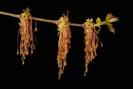 Image result for Sapindaceae