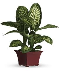 Delightful Dieffenbachia Plant Common House Plants House Plant Care Plants