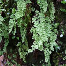 Image result for Adiantum vogelii