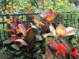 Maybe you would like to learn more about one of these? Canna Lily Indian Shot Cannaceae Indica Zone 8 12 Will Die Back To Ground In Zone 9a But Will Recover Fast Ful Plants Leafy Plants Propagating Plants