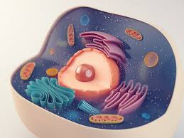 Mitochondrial Disease Drugs May Result From Fruit Fly Gene Discovery