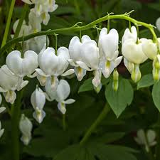 Image result for Dicentra spectabilis alba