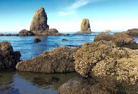 Check spelling or type a new query. 8 Things To Do In Cannon Beach Oregon Beaches Pacific Northwest