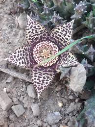 Image result for Orbea paradoxa