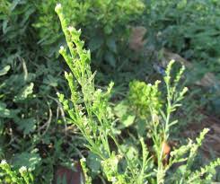 Image result for Heliotropium zeylanicum