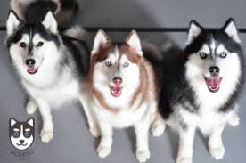 Huskiss is a pet café which opened in 2017 in petaling jaya. 5 Un Fur Gettable Pet Cafes In Klang Valley Every Pet Lover Should Visit Vt Rentals Malaysia