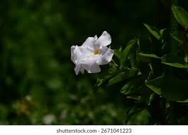 Image result for mandevilla obrázek