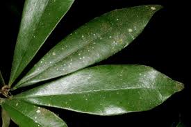 Image result for Englerophytum natalense