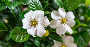 Image result for Gardenia imperialis