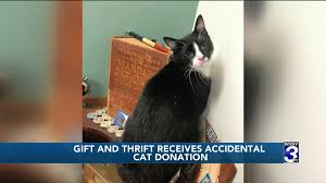 Gift And Thrift Reunites Cat With Owner After Accidental Donation