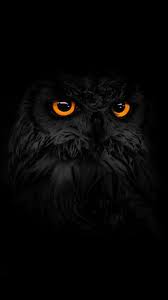 Premium Duvar Kagitlari Wallpaper Hd 2 Cilgin Disi Kedi Baykus Dovmeleri Hayvan