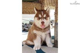 Was in a home with domestic abuse. Grizz Siberian Husky Puppy For Sale Near Portland Oregon 847a3f6c 9071
