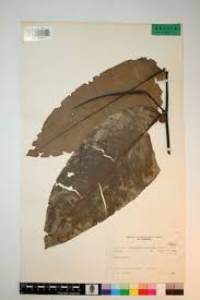 Image result for Klainedoxa