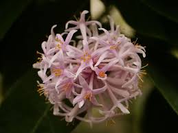 Image result for Dais cotinifolia