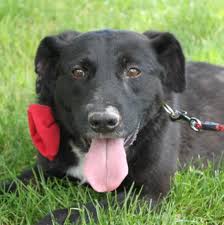 Labrador retrievers (yellow, chocolate and black or charcoal) are a favored family dog due to their mild disposition and affectionate nature. Yniu3ca7bye6fm
