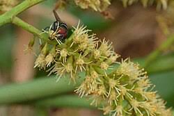 Image result for Erythrophleum