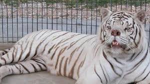 White tiger behaviour and lifestyle. Sad Story Behind World S Ugliest Tiger Sunshine Coast Daily
