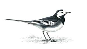 Black And White Bird Pictures Pin On Birds