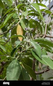 Image result for Solanum giganteum