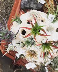 Knollwood Garden Center S Instagram Post Air Plants Sometimes The Smallest Things Can Brighten The Gloomiest Days Air Plants Garden Center Instagram Posts