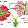 Flowers can be made up of different parts, but there are some parts that are basic equipment. 1