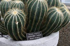 It's good to know this so you can plan where to put your cactus and decide what. Cactus University Of Florida Institute Of Food And Agricultural Sciences