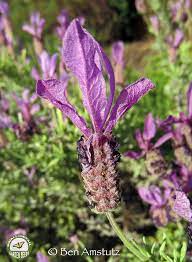 Spanish Lavender Spanish Lavender Flowers Perennials Flower Images