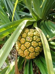 Image result for Pandanus sp. A