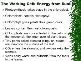 Check spelling or type a new query. The Working Cell Energy From Sunlight Photosynthesis Takes Place In The Chloroplast Chloroplasts Contain Chlorophyll Chlorophyll Gives Plants Ppt Download