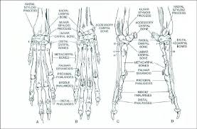 Dog parts ~ common terms & skeletal anatomy. Bones Of The Carpus Metacarpus And Phalanges Of A Dog A Dorsal Download Scientific Diagram