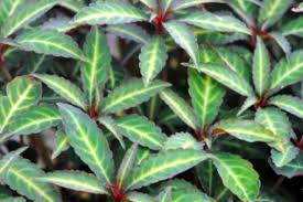 Image result for Balsaminaceae