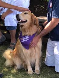 Demonstrate positive interactions with their animal by praising, cueing, encouraging, and reassuring the animal as needed. Connecting Canines Project Canine Therapy Dogs