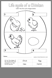 Pin By Ayesha Ansari On Kindergarten Life Cycles Preschool Life Cycle Stages Chicken Life Cycle