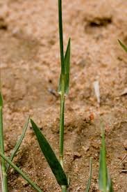 Image result for Sporobolus coromandelianus