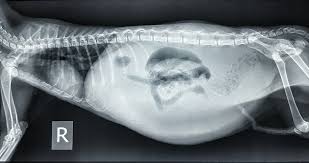 Jadi pergilah yang berdekatan dan yang lebih murah (tgk ekonomi sdr lah guana hehe). Gambar Kitty S Cottage Klinik Haiwan Surgeri Shah Alam ÙÙŠØ³Ø¨ÙˆÙƒ